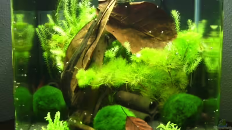 Aquarium Hauptansicht von Becken 11281 von Andreas Kraus (1)