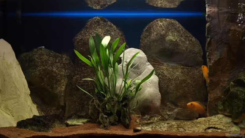 Aquarium Hauptansicht von Becken 11282 von Markus Brachmann (1)