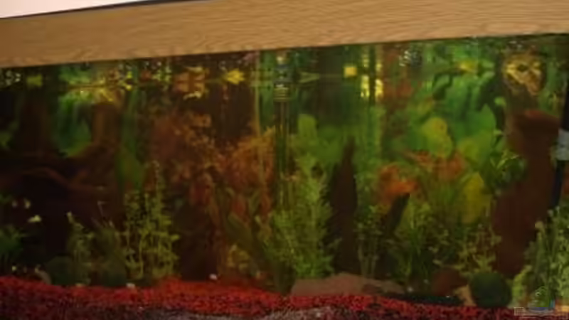 Aquarium Hauptansicht von Becken 11286 von Thomas Bachl (1)