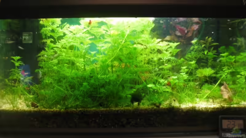 Aquarium Hauptansicht von Becken 11295 von MaikHoehne (1)