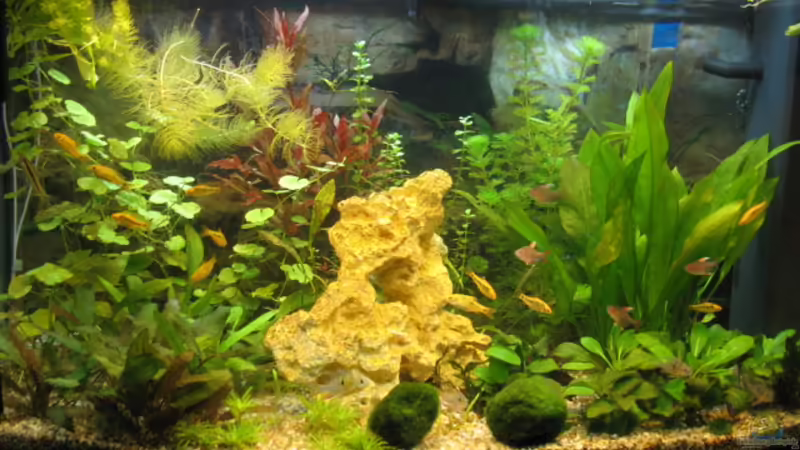 Aquarium Hauptansicht von Becken 11306 von Peter Ruediger (1)