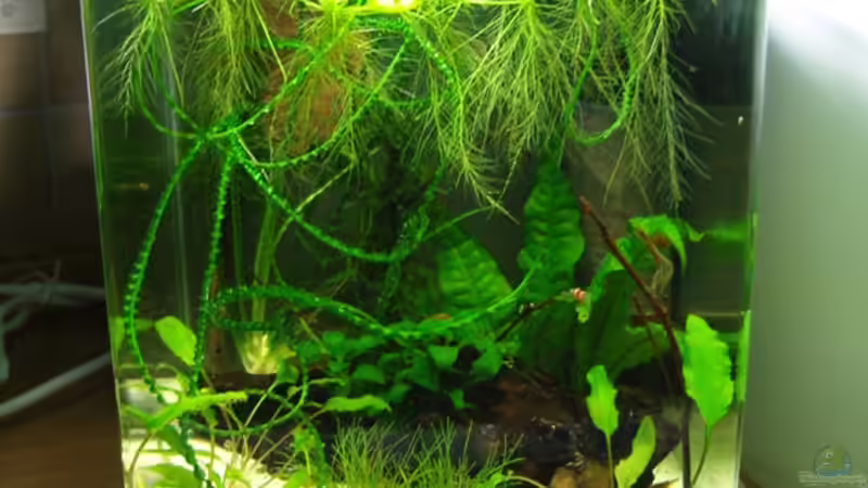 Aquarium Hauptansicht von Becken 11311