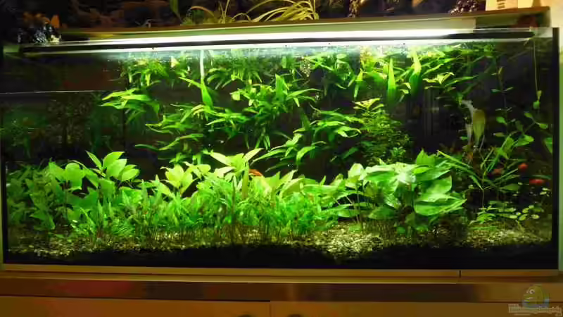 Aquarium Hauptansicht von Becken 11313