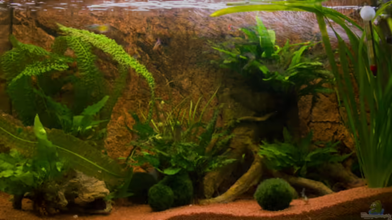 Aquarium Hauptansicht von Becken 11317