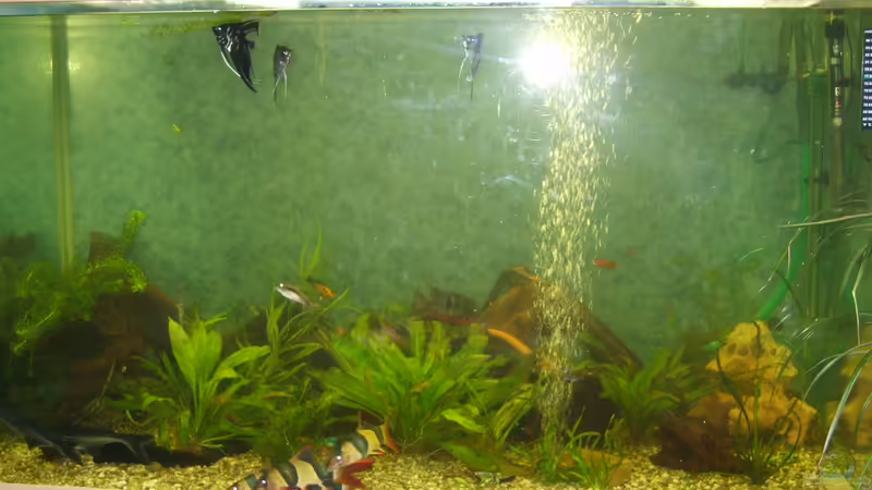 Aquarium Hauptansicht von Becken 11325
