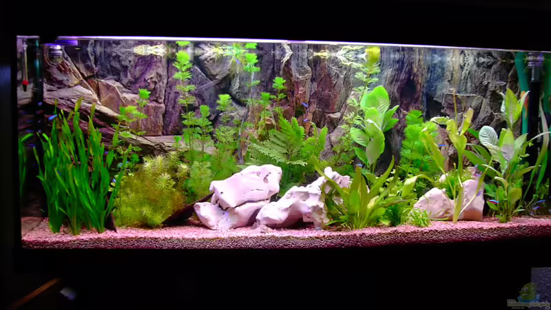 Aquarium Hauptansicht von Becken 1136 Aquarium Hauptansicht von Becken 1136