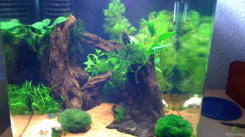 Aquarium Hauptansicht von Becken 11389 von Matthias Lehmann (1)