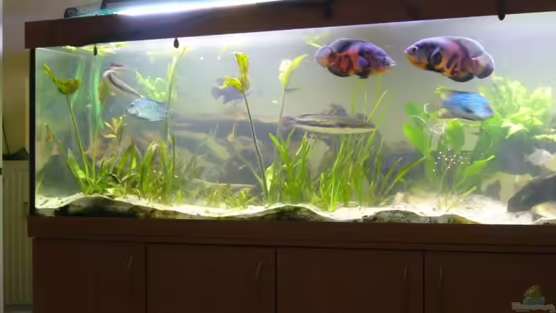 Aquarium Hauptansicht von Becken 11409