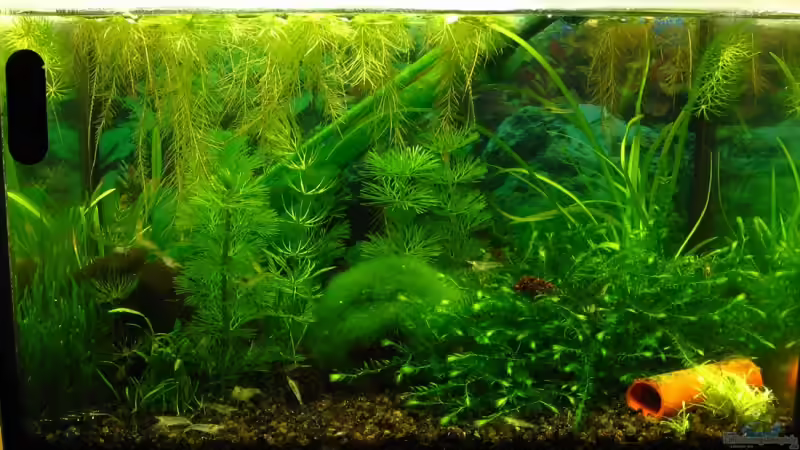 Aquarium Hauptansicht von Becken 11436