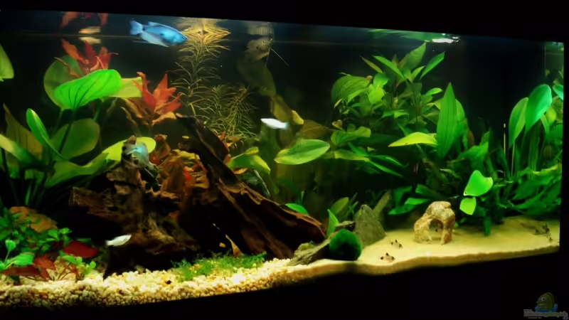 Aquarium Hauptansicht von Becken 11438 von Meike J. (1)