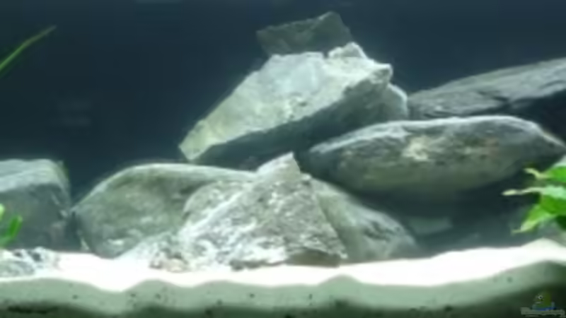 Aquarium Hauptansicht von Becken 11440