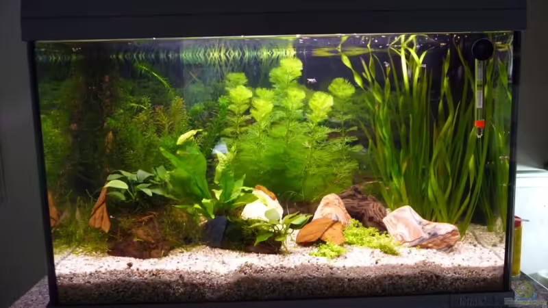 Aquarium Hauptansicht von Becken 11451 von bd7063 (1)