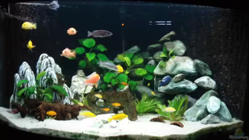 Aquarium Hauptansicht von Becken 11459 von ProPaul (1)