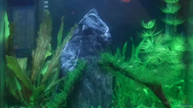 Aquarium Hauptansicht von Becken 11461 von Georg (1)