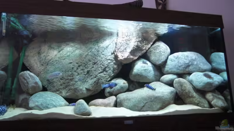 Aquarium Hauptansicht von Becken 11465 von Andre Walz (1)