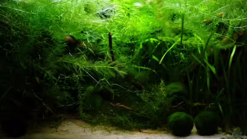 Aquarium Hauptansicht von Becken 11470 von njio (1)