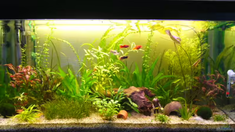 Aquarium Hauptansicht von Becken 11479 von reimela