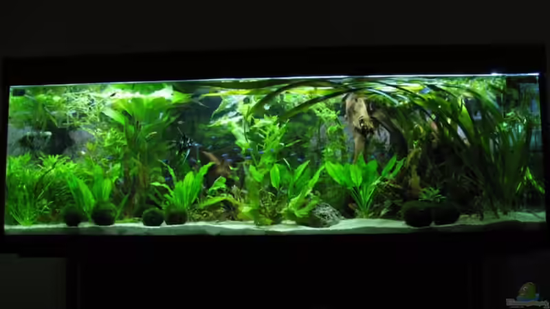 Aquarium Hauptansicht von Becken 11494 von Marcus.H (1)