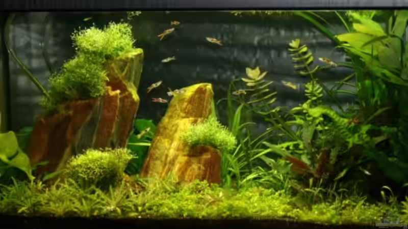 Aquarium Hauptansicht von Becken 11514 von gruenet (1)