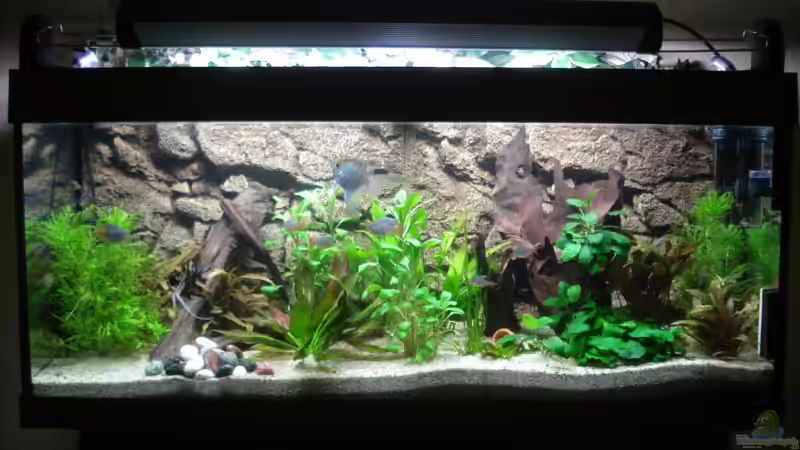 Aquarium Hauptansicht von Becken 11557