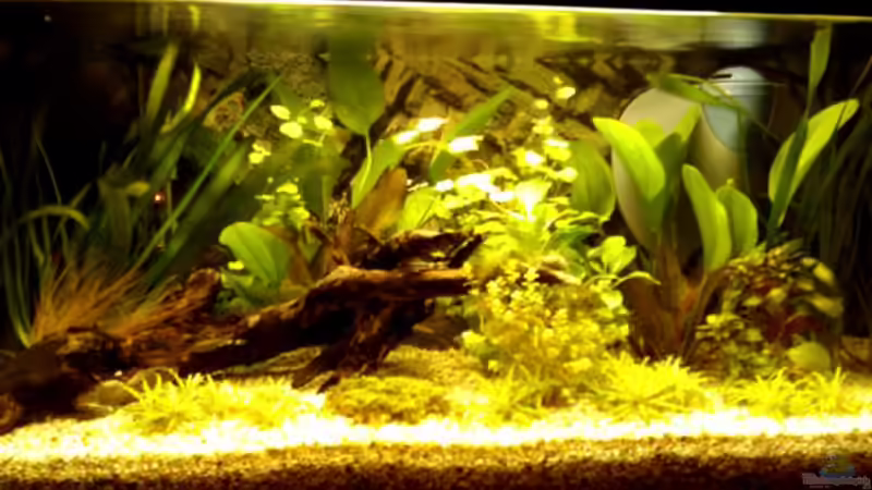 Aquarium Hauptansicht von Becken 11560 von Angelfish (1)