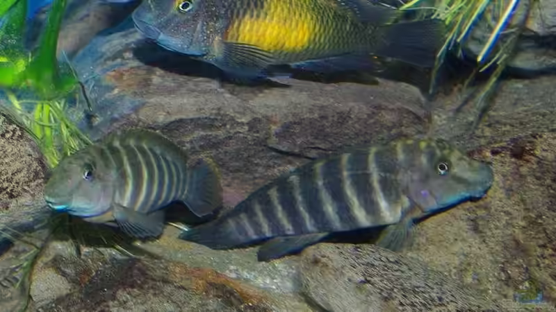 Aquarium Hauptansicht von Becken 11564 von Austauscher (1)