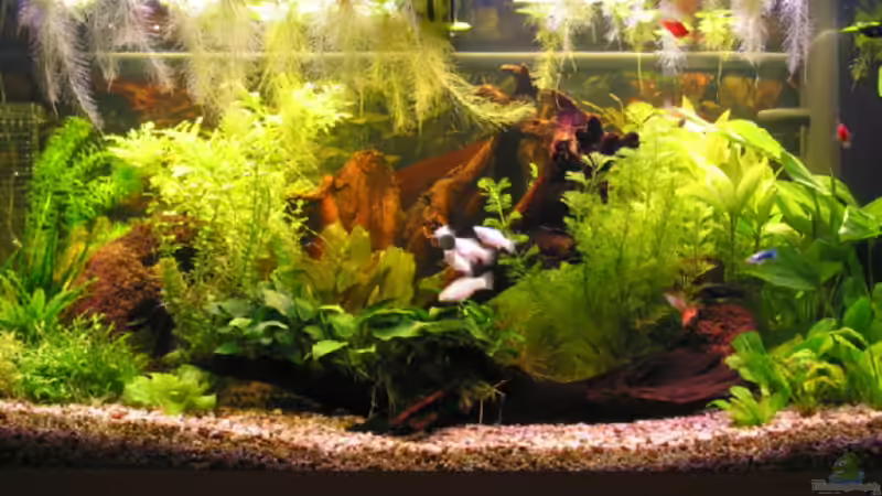 Aquarium Hauptansicht von Becken 1158 von Renate u. Hannes Seif (1)