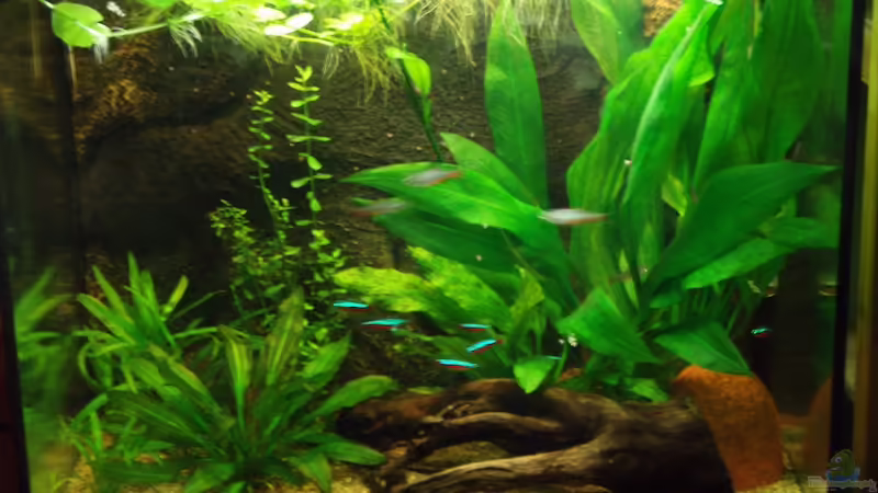 Aquarium Hauptansicht von Becken 11600