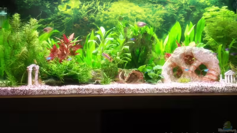 Aquarium Hauptansicht von Becken 11605