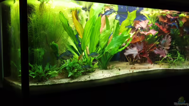 Aquarium Hauptansicht von Becken 11617 von balzman (1)