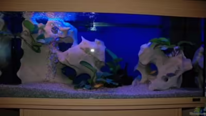 Aquarium Hauptansicht von Becken 1163 von Jürgen Nagl (1)