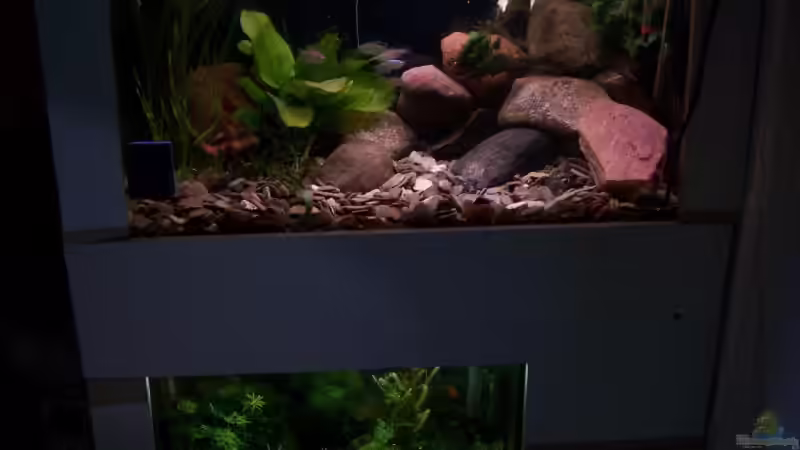 Aquarium Hauptansicht von Becken 11632 von Chris D (1)