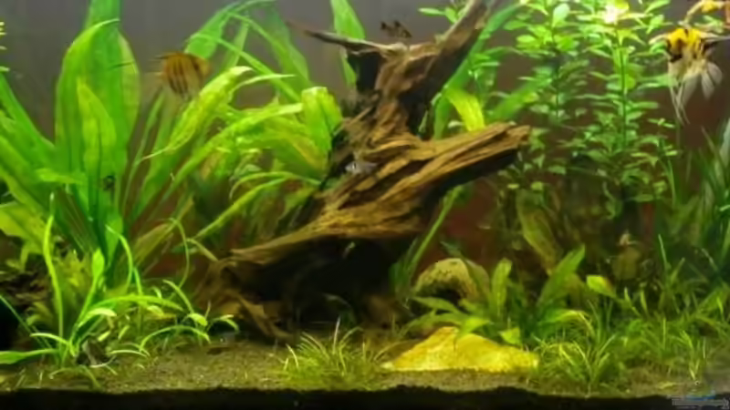 Aquarium Hauptansicht von Becken 11649 von Sascha Görtemöller (1)