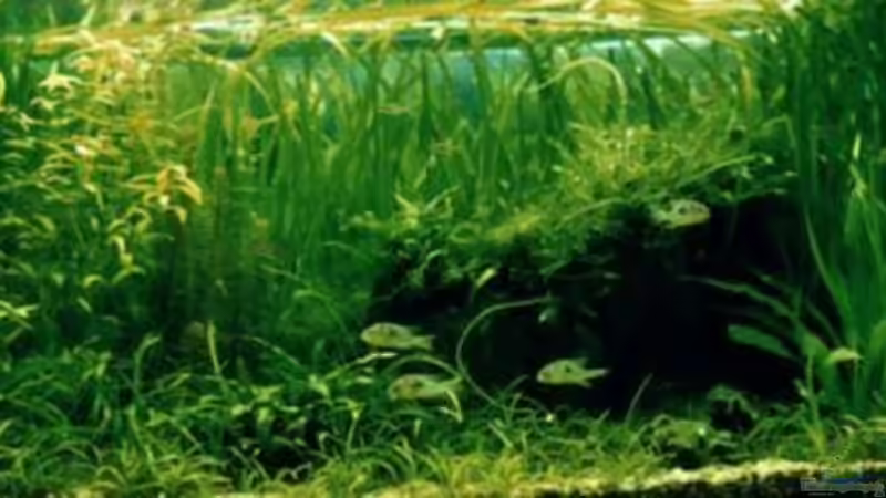 Aquarium Hauptansicht von Becken 1167 von Sven Schaper (1)