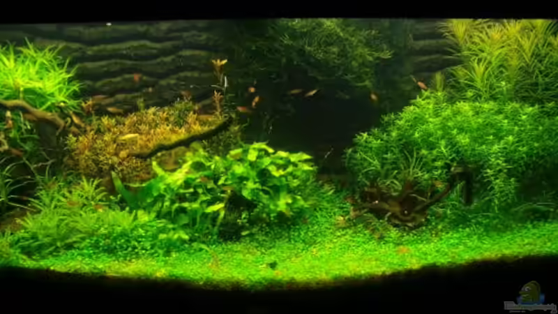 Aquarium Hauptansicht von Becken 11671