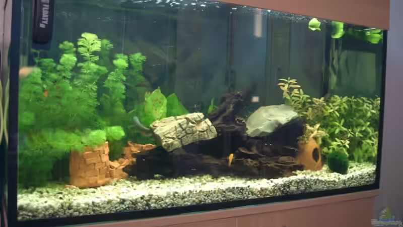 Aquarium Hauptansicht von Becken 11687 von Daniel Tomas (1)