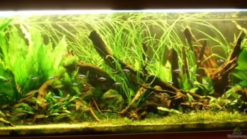 Aquarium Hauptansicht von Becken 11688 von Rudi (1)