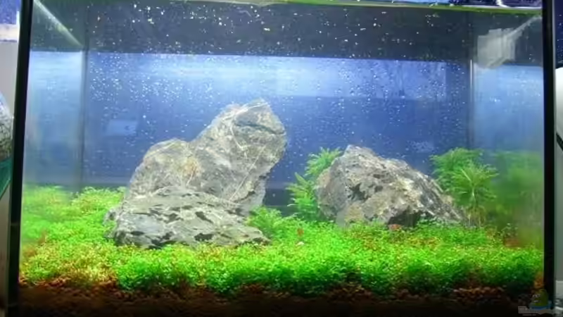 Aquarium Hauptansicht von Becken 11719 von Johannes (1)