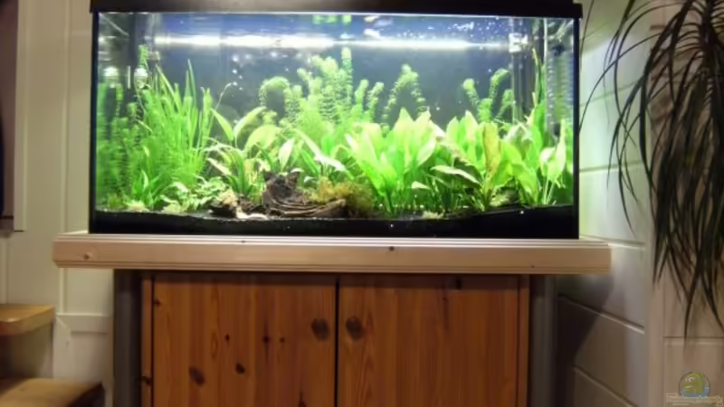 Aquarium Hauptansicht von Becken 11723
