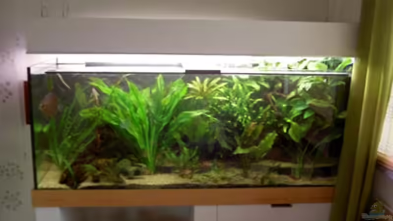 Aquarium Hauptansicht von Becken 11731