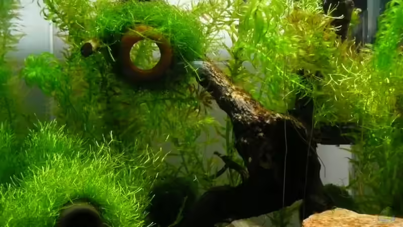 Aquarium Hauptansicht von Becken 11747 von knutschi (1)