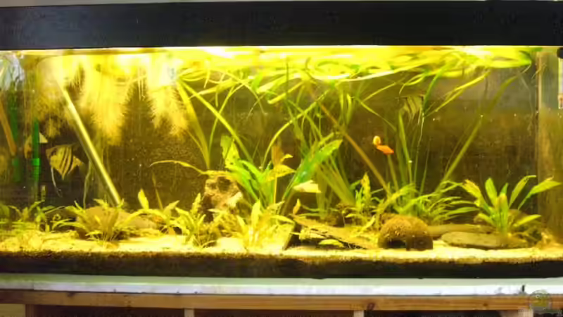 Aquarium Hauptansicht von Becken 1179