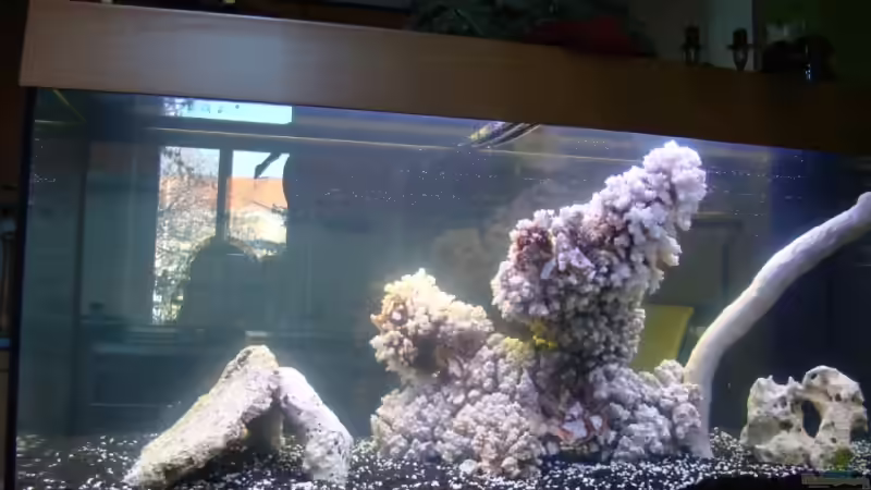 Aquarium Hauptansicht von Becken 11811