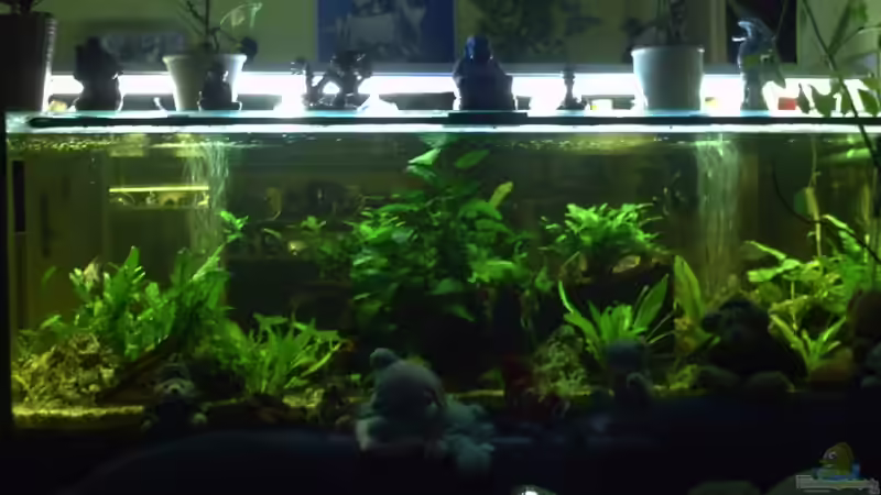 Aquarium Hauptansicht von Becken 11822 von Enrico Bochmann (1)