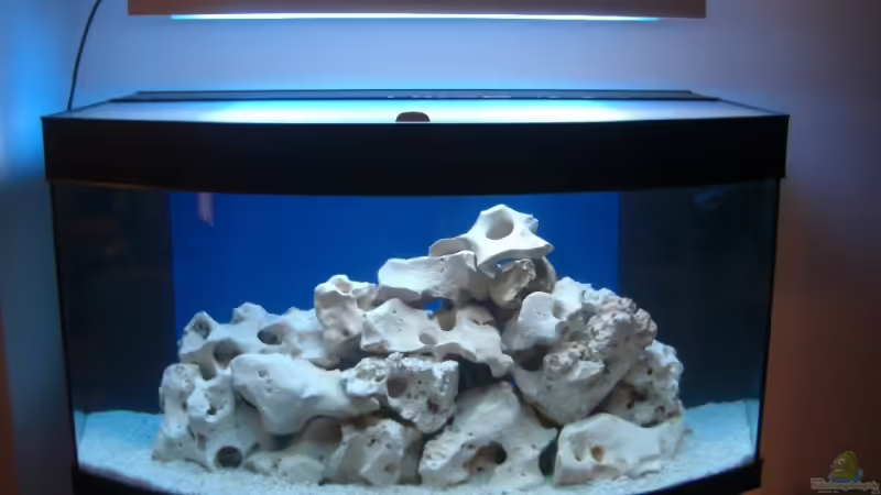 Aquarium Hauptansicht von Becken 11831