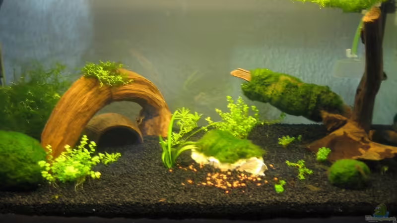 Aquarium Hauptansicht von Becken 11838 von Koop (1)