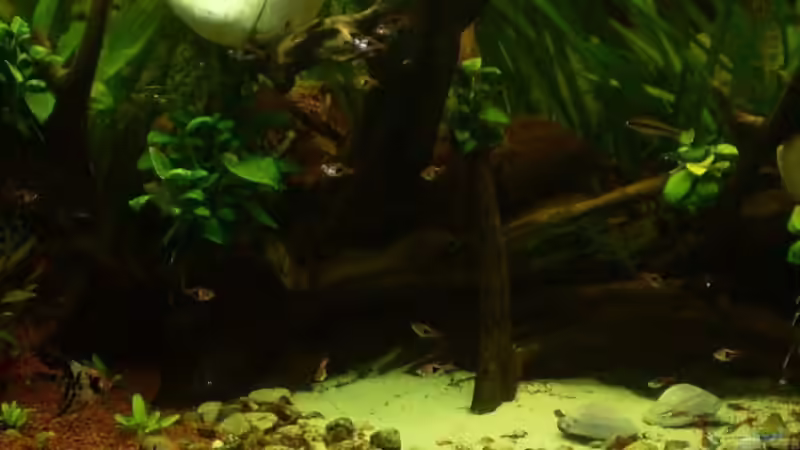 Aquarium Hauptansicht von Becken 11841