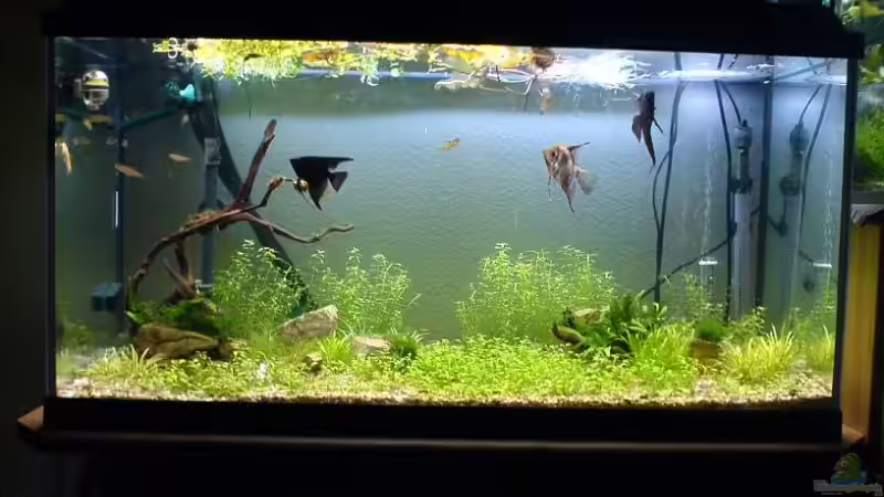 Aquarium Hauptansicht von Becken 11905 von Christoph H. (12) (1)