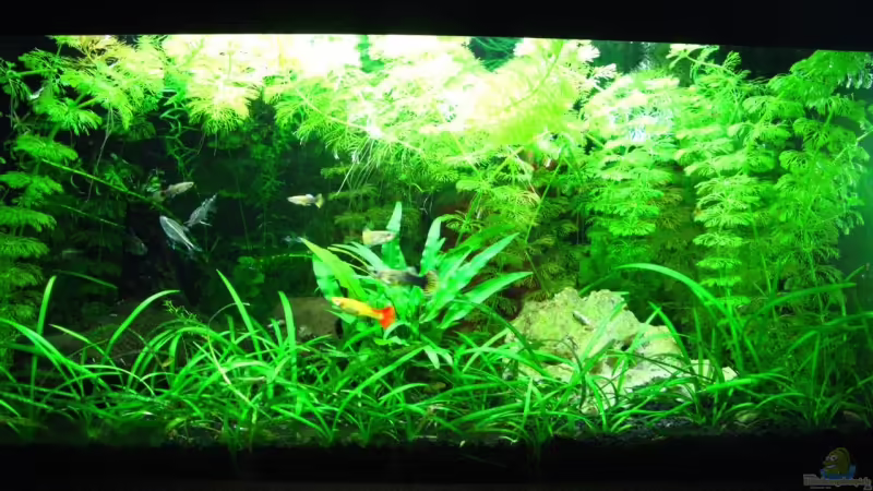 Aquarium Hauptansicht von Becken 11908 von Bimo (1)