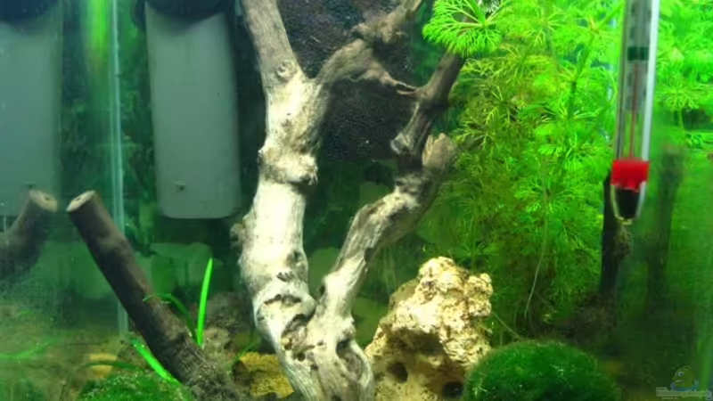 Aquarium Hauptansicht von Becken 11914 von Timo Berger (1)